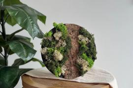 LC DIY Mosschilderij maken met Rendiermos Wit - #599725